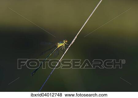 "Emerald Damselfly (Lestes sponsa) on a blade of grass, Grosses Veen, North Rhine-Westphalia, Germany, Europe" View Large Photo Image Stock Photo - "Emerald Damselfly (Lestes sponsa) on a blade of grass, Grosses Veen, North Rhine-Westphalia, Germany, Europe". Fotosearch