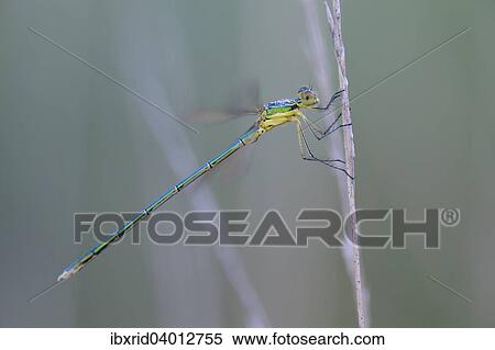 "Emerald Damselfly (Lestes sponsa) on a blade of grass, Grosses Veen, North Rhine-Westphalia, Germany, Europe" View Large Photo Image Stock Photography - "Emerald Damselfly (Lestes sponsa) on a blade of grass, Grosses Veen, North Rhine-Westphalia, Germany, Europe". Fotosearch