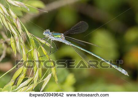 "Emerald Damselfly (Lestes sponsa), male, on grass stem, South Wales, United Kingdom, Europe" View Large Photo Image Stock Image - "Emerald Damselfly (Lestes sponsa), male, on grass stem, South Wales, United Kingdom, Europe". Fotosearch
