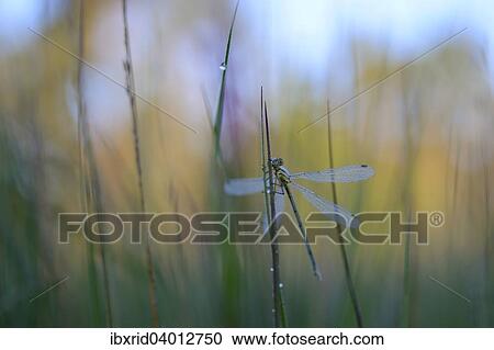 "Emerald Damselfly (Lestes sponsa), covered in dew, on a blade of grass, Grosses Veen, North Rhine-Westphalia, Germany, Europe" View Large Photo Image Stock Image - "Emerald Damselfly (Lestes sponsa), covered in dew, on a blade of grass, Grosses Veen, North Rhine-Westphalia, Germany, Europe". Fotosearch