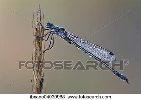 Stock Photo - "Emerald Damselfly (Lestes sponsa), male, Burgenland, Austria, Europe". Fotosearch
