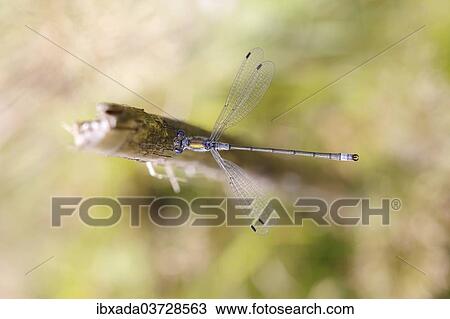 "Emerald Damselfly or Common Spreadwing (Lestes sponsa), male resting on a stalk, North Rhine-Westphalia, Germany, Europe" View Large Photo Image Stock Image - "Emerald Damselfly or Common Spreadwing (Lestes sponsa), male resting on a stalk, North Rhine-Westphalia, Germany, Europe". Fotosearch