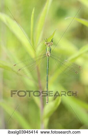 "Emerald Spreadwing (Lestes dyas), female on leaf, Canada golden-rod (Solidago canadensis), Bavaria, Germany, Europe" View Large Photo Image Picture - "Emerald Spreadwing (Lestes dyas), female on leaf, Canada golden-rod (Solidago canadensis), Bavaria, Germany, Europe". Fotosearch