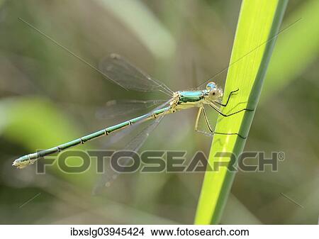 "Emerald Spreadwing (Lestes dyas), female, Bavaria, Germany, Europe" View Large Photo Image Picture - "Emerald Spreadwing (Lestes dyas), female, Bavaria, Germany, Europe". Fotosearch