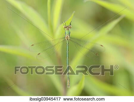 "Emerald Spreadwing (Lestes dyas), female on leaf, Canada golden-rod (Solidago canadensis), Bavaria, Germany, Europe" View Large Photo Image Stock Photo - "Emerald Spreadwing (Lestes dyas), female on leaf, Canada golden-rod (Solidago canadensis), Bavaria, Germany, Europe". Fotosearch
