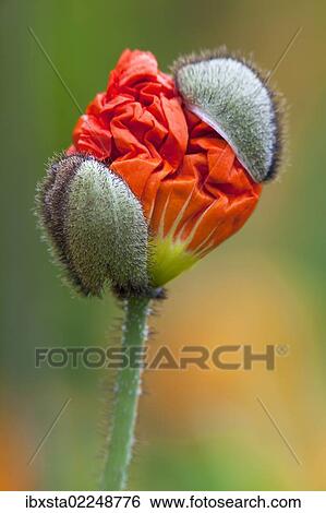 "Emerging poppy bud (Papaver sp. ), Mainau Island, Lake Constance, Baden-Wuerttemberg, Germany, Europe" View Large Photo Image Stock Photograph - "Emerging poppy bud (Papaver sp. ), Mainau Island, Lake Constance, Baden-Wuerttemberg, Germany, Europe". Fotosearch