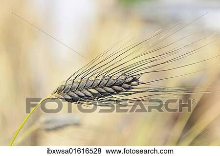 "Emmer wheat, farro (Triticum dicoccum), the oldest cultivated cereal, suitable for beer production, southern Germany, Europe" View Large Photo Image Stock Photo - "Emmer wheat, farro (Triticum dicoccum), the oldest cultivated cereal, suitable for beer production, southern Germany, Europe". Fotosearch