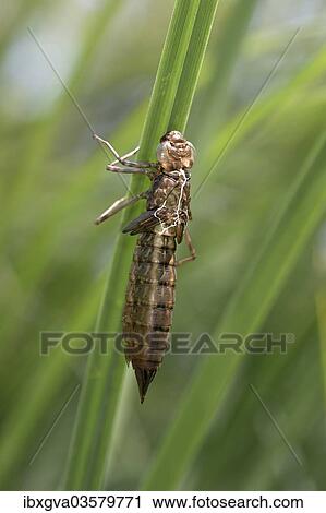 "Emperor Dragonfly (Anax imperator), empty larvae skin or exuvia, Versoix, Canton of Geneva, Switzerland, Europe" View Large Photo Image Stock Image - "Emperor Dragonfly (Anax imperator), empty larvae skin or exuvia, Versoix, Canton of Geneva, Switzerland, Europe". Fotosearch