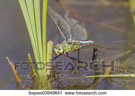 "Emperor Dragonfly (Anax imperator), female, ovipositing in water, South Wales, United Kingdom, Europe" View Large Photo Image Stock Image - "Emperor Dragonfly (Anax imperator), female, ovipositing in water, South Wales, United Kingdom, Europe". Fotosearch