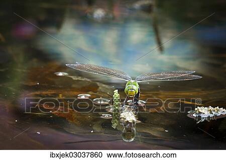 "Emperor Dragonfly or Blue Emperor (Anax imperator), female laying eggs, Gartenteich Schmellwitz, Cottbus, Brandenburg, Germany, Europe" View Large Photo Image Stock Image - "Emperor Dragonfly or Blue Emperor (Anax imperator), female laying eggs, Gartenteich Schmellwitz, Cottbus, Brandenburg, Germany, Europe". Fotosearch