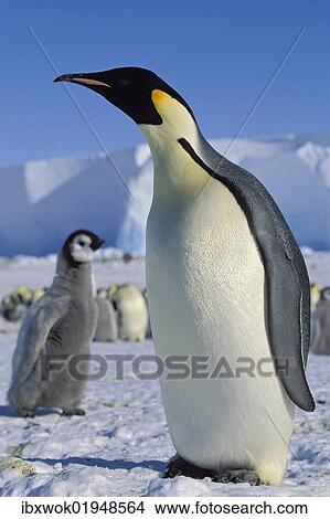 "Emperor penguin (Aptenodytes forsteri) with chick on ice shelf, Weddell Sea, Antarctica" View Large Photo Image Picture - "Emperor penguin (Aptenodytes forsteri) with chick on ice shelf, Weddell Sea, Antarctica". Fotosearch
