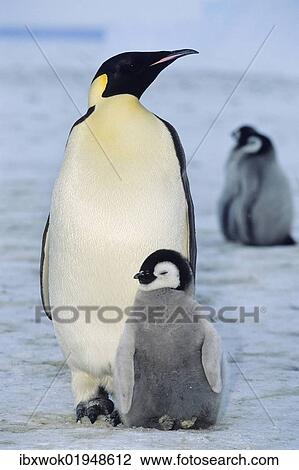 "Emperor penguin (Aptenodytes forsteri) with chicks, shelf ice, ice shelf, Weddell Sea, Antarctica" View Large Photo Image Stock Image - "Emperor penguin (Aptenodytes forsteri) with chicks, shelf ice, ice shelf, Weddell Sea, Antarctica". Fotosearch