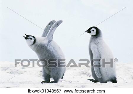 "Emperor penguin (Aptenodytes forsteri) chicks, Weddell Sea, Antarctica" View Large Photo Image Stock Photo - "Emperor penguin (Aptenodytes forsteri) chicks, Weddell Sea, Antarctica". Fotosearch
