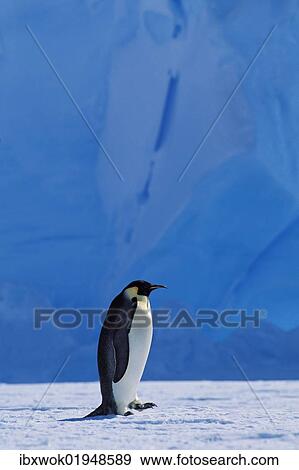 "Emperor penguin (Aptenodytes forsteri) walking in front of an iceberg, Weddell Sea, Antarctica" View Large Photo Image Stock Photo - "Emperor penguin (Aptenodytes forsteri) walking in front of an iceberg, Weddell Sea, Antarctica". Fotosearch