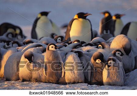 "Emperor penguins (Aptenodytes forsteri) with chicks, Weddell Sea, Antarctica" View Large Photo Image Stock Photograph - "Emperor penguins (Aptenodytes forsteri) with chicks, Weddell Sea, Antarctica". Fotosearch