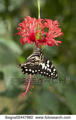 Emperor Swallowtail (Papilio ophidicephalus) View Large Photo Image Stock Image - Emperor Swallowtail (Papilio ophidicephalus). Fotosearch