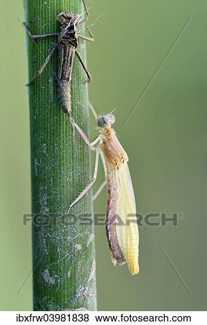 "Empty larval case with newly hatched larva, Banded Demoiselle (Calopteryx splendens), metamorphosis, hatching, Bulgaria, Europe" View Large Photo Image Stock Photo - "Empty larval case with newly hatched larva, Banded Demoiselle (Calopteryx splendens), metamorphosis, hatching, Bulgaria, Europe". Fotosearch