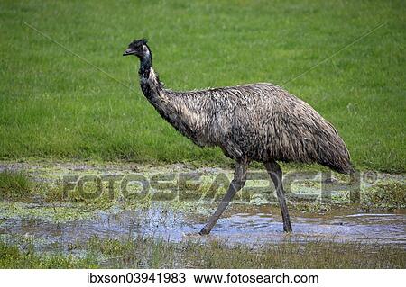 "Emu (Dromaius novaehollandiae), adult, South Australia, Australia, Oceania" View Large Photo Image Stock Image - "Emu (Dromaius novaehollandiae), adult, South Australia, Australia, Oceania". Fotosearch