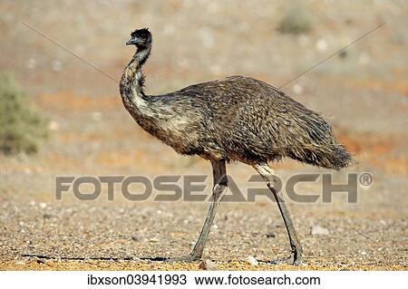 "Emu (Dromaius novaehollandiae), adult, Sturt National Park, New South Wales, Australia, Oceania" View Large Photo Image Stock Image - "Emu (Dromaius novaehollandiae), adult, Sturt National Park, New South Wales, Australia, Oceania". Fotosearch