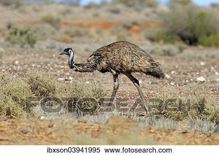 "Emu (Dromaius novaehollandiae), adult, Sturt National Park, New South Wales, Australia, Oceania" View Large Photo Image Stock Photography - "Emu (Dromaius novaehollandiae), adult, Sturt National Park, New South Wales, Australia, Oceania". Fotosearch