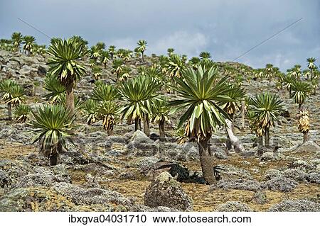 Stock Image - "Endemic Giant Lobelias (Lobelia rhynchopetalum) on the Sanetti Plateau, Bale Mountains, Oromia Region, Ethiopia, Africa". Fotosearch