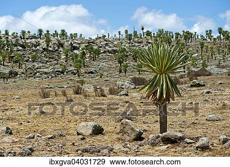 "Endemic Giant Lobelias (Lobelia rhynchopetalum) on the Sanetti Plateau, Bale Mountains, Oromia Region, Ethiopia, Africa" View Large Photo Image Stock Photo - "Endemic Giant Lobelias (Lobelia rhynchopetalum) on the Sanetti Plateau, Bale Mountains, Oromia Region, Ethiopia, Africa". Fotosearch
