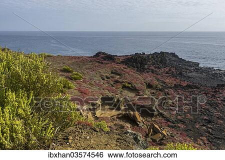 "Endemic plants, Galapagos Carpetweed (Sesuvium edmonstonei), at Punta Pitt, Isla de San Cristobal, Galapagos Islands, Ecuador, South America" View Large Photo Image Stock Photograph - "Endemic plants, Galapagos Carpetweed (Sesuvium edmonstonei), at Punta Pitt, Isla de San Cristobal, Galapagos Islands, Ecuador, South America". Fotosearch