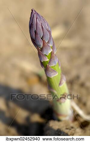 "English asparagus growing in the field, Suffolk, England, United Kingdom, Europe" View Large Photo Image Stock Image - "English asparagus growing in the field, Suffolk, England, United Kingdom, Europe". Fotosearch