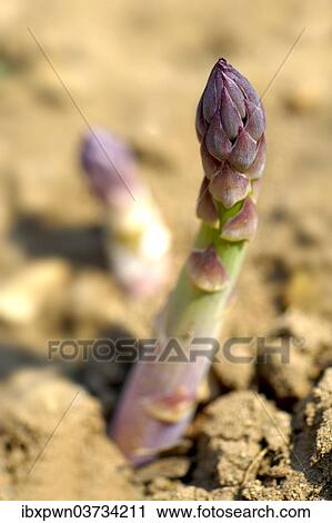 English asparagus spear growing in the field View Large Photo Image Stock Image - English asparagus spear growing in the field. Fotosearch