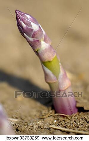 English asparagus spear growing in the field View Large Photo Image Stock Photo - English asparagus spear growing in the field. Fotosearch
