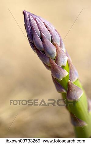 English asparagus spear growing in the field View Large Photo Image Stock Photo - English asparagus spear growing in the field. Fotosearch