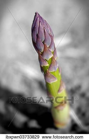 English asparagus spear growing in the field View Large Photo Image Stock Photo - English asparagus spear growing in the field. Fotosearch