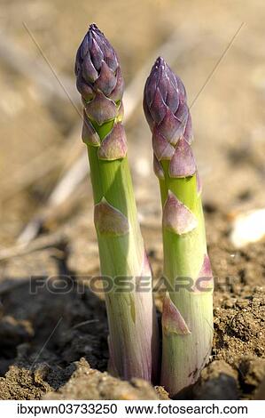 English asparagus spears growing in the field View Large Photo Image Stock Image - English asparagus spears growing in the field. Fotosearch