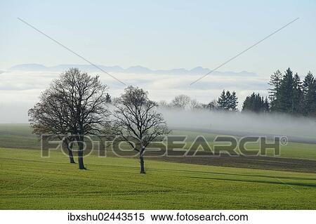 "English Oak or Pedunculate Oak (Quercus robur, Quercus petraea) surrounded by autumnal fog, Lindenberg, Horben, Canton of Aargau, Switzerland, Europe" View Large Photo Image Stock Photography - "English Oak or Pedunculate Oak (Quercus robur, Quercus petraea) surrounded by autumnal fog, Lindenberg, Horben, Canton of Aargau, Switzerland, Europe". Fotosearch