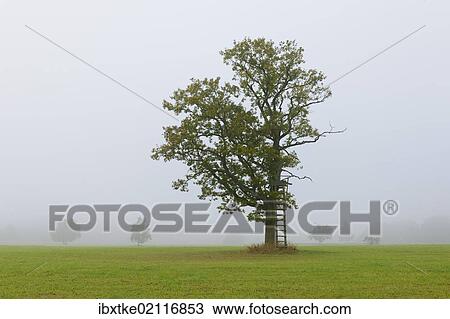 "English oak, Pedunculate oak, or French oak (Quercus robur) in the fog, raised hide, Swabian Alb, Baden-Wuerttemberg, Germany, Europe" View Large Photo Image Stock Image - "English oak, Pedunculate oak, or French oak (Quercus robur) in the fog, raised hide, Swabian Alb, Baden-Wuerttemberg, Germany, Europe". Fotosearch