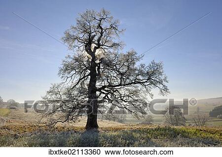 Stock Image - "English oak, pedunculate oak (Quercus robur), winter landscape with hoar-frost, Swabian Alps, Baden-Wuerttemberg, Germany, Europe". Fotosearch