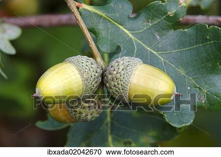 "English Oak (Quercus robur), twig with acorns and leaves, Neunkirchen in Siegerland, North Rhine-Westphalia, Germany, Europe" View Large Photo Image Stock Image - "English Oak (Quercus robur), twig with acorns and leaves, Neunkirchen in Siegerland, North Rhine-Westphalia, Germany, Europe". Fotosearch