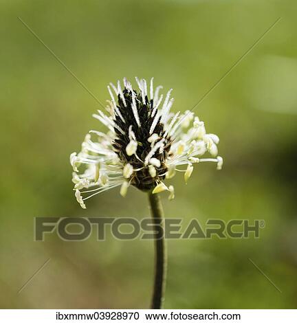 Stock Image - "English Plantain (Plantago lanceolata), flower". Fotosearch
