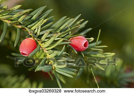 "English Yew or European Yew (Taxus baccata), branch with fruit, Geneva, Canton of Geneva, Switzerland, Europe" View Large Photo Image Stock Photo - "English Yew or European Yew (Taxus baccata), branch with fruit, Geneva, Canton of Geneva, Switzerland, Europe". Fotosearch