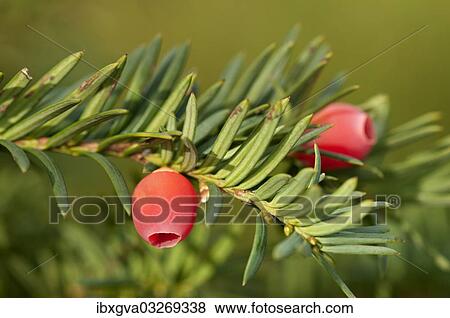 "English Yew or European Yew (Taxus baccata), branch with fruit, Geneva, Canton of Geneva, Switzerland, Europe" View Large Photo Image Stock Photo - "English Yew or European Yew (Taxus baccata), branch with fruit, Geneva, Canton of Geneva, Switzerland, Europe". Fotosearch