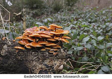 "Enokitake or Winter Mushroom (Flammulina velutipes) growing on an old tree stump, Allgau, Bavaria, Germany, Europe" View Large Photo Image Stock Photography - "Enokitake or Winter Mushroom (Flammulina velutipes) growing on an old tree stump, Allgau, Bavaria, Germany, Europe". Fotosearch