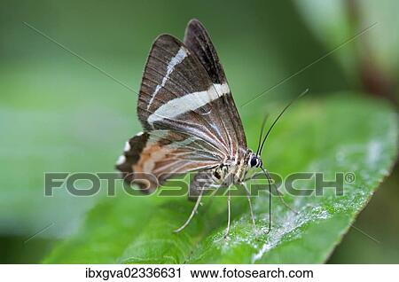 "Erateina moth (Erateina sp. ), Tandayapa region, Andean cloud forest, Ecuador, South America" View Large Photo Image Stock Image - "Erateina moth (Erateina sp. ), Tandayapa region, Andean cloud forest, Ecuador, South America". Fotosearch