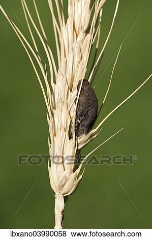 "Ergot (Claviceps purpurea), Burgenland, Austria, Europe" View Large Photo Image Stock Photo - "Ergot (Claviceps purpurea), Burgenland, Austria, Europe". Fotosearch