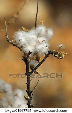 "Eriocephalus Microphyllus with seeds, Goegap Nature Reserve, Namaqualand, South Africa, Africa" View Large Photo Image Stock Photography - "Eriocephalus Microphyllus with seeds, Goegap Nature Reserve, Namaqualand, South Africa, Africa". Fotosearch