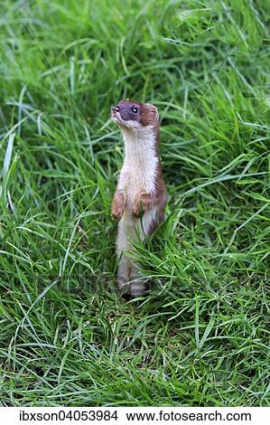 "Ermine (Mustela erminea), adult, alert, standing upright, Surrey, England, United Kingdom, Europe" View Large Photo Image Picture - "Ermine (Mustela erminea), adult, alert, standing upright, Surrey, England, United Kingdom, Europe". Fotosearch