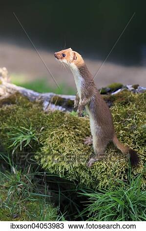 "Ermine (Mustela erminea), adult, alert, standing upright, Surrey, England, United Kingdom, Europe" View Large Photo Image Stock Image - "Ermine (Mustela erminea), adult, alert, standing upright, Surrey, England, United Kingdom, Europe". Fotosearch