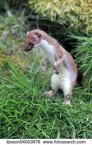 "Ermine (Mustela erminea), adult, alert, standing upright, Surrey, England, United Kingdom, Europe" View Large Photo Image Stock Photograph - "Ermine (Mustela erminea), adult, alert, standing upright, Surrey, England, United Kingdom, Europe". Fotosearch