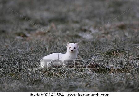 "Ermine (Mustela erminea) in its winter coat, Allgaeu, Bavaria, Germany, Europe" View Large Photo Image Picture - "Ermine (Mustela erminea) in its winter coat, Allgaeu, Bavaria, Germany, Europe". Fotosearch