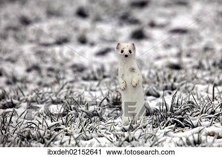 "Ermine (Mustela erminea) in its winter coat on a hoarfrost-covered meadow, Allgaeu, Bavaria, Germany, Europe" View Large Photo Image Stock Image - "Ermine (Mustela erminea) in its winter coat on a hoarfrost-covered meadow, Allgaeu, Bavaria, Germany, Europe". Fotosearch