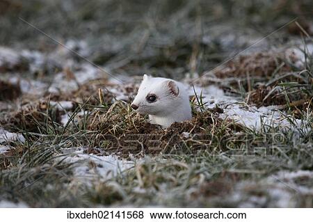 "Ermine (Mustela erminea) in its winter coat, peering out of a burrow, Allgaeu, Bavaria, Germany, Europe" View Large Photo Image Stock Photo - "Ermine (Mustela erminea) in its winter coat, peering out of a burrow, Allgaeu, Bavaria, Germany, Europe". Fotosearch